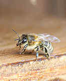 abeille_closeup